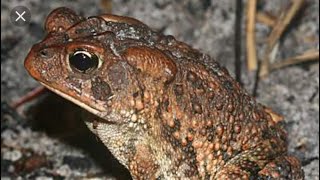 FL Wildlife Southern Toad