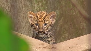 赤ちゃんアムールヒョウ公開 - Baby Amur leopard debut