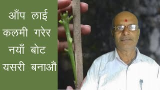 mango side grafting in Nepali || aap lai kalami garne tarika || mango lai kalami garne tarika |