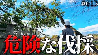 【重大発表】45度に傾いて今にも倒れそうな桑の木を伐採! #613