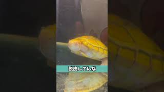 水中で爆睡する小亀が可愛すぎた。#shorts #カメ #リクガメ #turtle #tortoise #爬虫類 #reptile