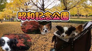 昭和記念公園の紅葉とドックラン。そして、座敷でワンコと一緒にお寿司やさん。