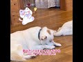 アドリアちゃん　：　里親募集中のワンコ shorts 保護犬 里親募集 里親 殺処分 ワンコ 犬 雑種 譲渡 動物愛護 飼い方 保護 かわいい dog