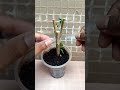 easy and new technique how to grafting hibiscus flower plant at home shorts hibiscusplant