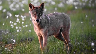 Wild Finland with Bears, Wolves, Wolverines.