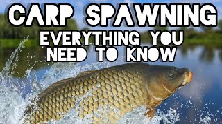 EVERYTHING you need to know about CARP spawning
