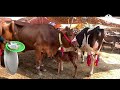 gojra cow mandi australian friesian cow cholistani cow global village farming