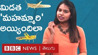 Locusts Attack: ఒక్కో మిడత కలిగించే నష్టం ఎంతో తెలుసా? | BBC News Telugu