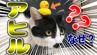 昼寝中の猫にアヒルが何匹乗るか試してみた