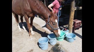 馬を洗ってみたよ！お手入れ擬似体験