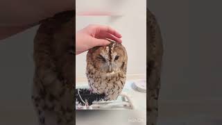 もふもふ♡甘えん坊フクロウの甘噛みハミハミ🦉#shorts #フクロウ #モリフクロウ