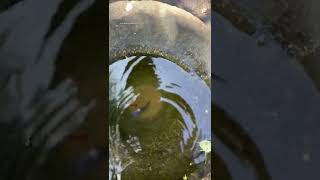 ഗപ്പികളുടെ ബിരിയാണിയും മന്തിയും ❤....| best food for guppies and ornamental fishes | mosquito larvae