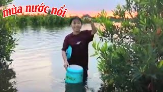 hái cà na dưới sông mùa nước nổi