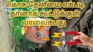 கொசு தேனீ வளர்ப்பு 🐝🐝🐝🍯🍯🍯🐝