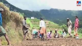 കനത്തമഴയിൽ മറയൂരിൽ വ്യാപക കൃഷിനാശം | Marayur heavy rain | farmers |