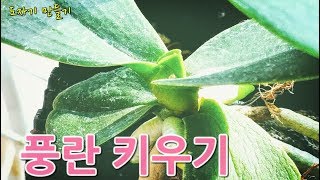 풍란 키우기  새순과 새뿌리도 잘나와요