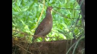 Birds of Rajasthan