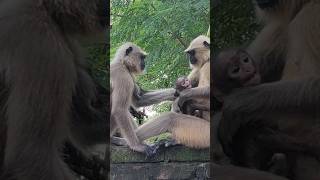 लंगूर के बच्चे को मारा। cute langoor baby ko langoor ne mara #langoor #monkey #bandar #hanuman