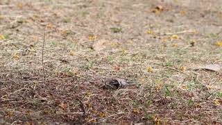 落地忘了撿拾獵物再回頭撿一次的鳳頭蒼鷹幼鳥