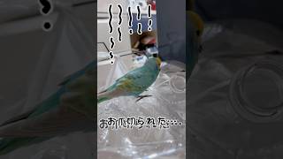 お爪を切られてショックなインコ　あーちゃん　#shorts #セキセイインコ #budgie