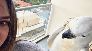 Woman invites wild cockatoo for dinner. Then she discovers their surprising smell.