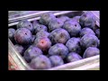 top 10 most beautiful violet fruit in the world