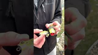 Triple frog lure review🐸(three Frog comparision) #bassfishing #fishing#fishingtips