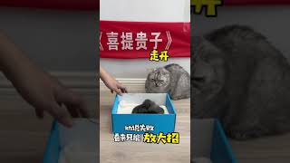 【布丁仔和泡芙妹的一天】求助！如何让我家猫相信孩子是他亲生的？