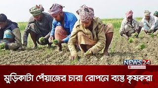 মুড়িকাটা পেঁয়াজের চারা রোপন ও পরিচর্যায় ব্যস্ত ফরিদপুরের কৃষকরা | Faridpur Farmers | News24