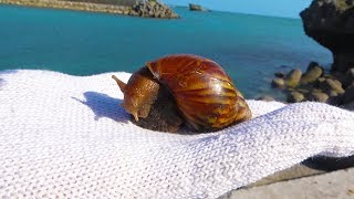 【検証】アフリカマイマイは釣り餌になるのか？