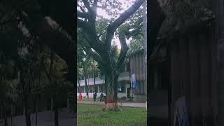 Dinajpur Govt College | Cinematic Shot