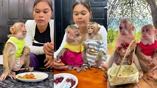 Adorable monkey brings smiles to its human family daily!  #HappyTogether🐒💥| #monkey  #shorts