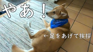 後ろ足であいさつする犬ワンジロー