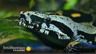 What Are a Boa Constrictor's Favorite Prey? 🐍 | Smithsonian