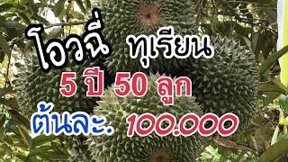 สวนทุเรียนโอวฉี่(หนามดำ#)ทุเรียนบนภูเขา 5ปี50ลูกปลูกทุเรียนต้องเข้าใจพันธุ์เอาจริงเอาจังดูแลธาตุอาหา