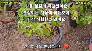 가을분갈이#분갈이 시기 최적기#매일매일 강행군