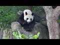 20200422 圓圓淹沒竹葉堆 不理灰罐棲架睡 giant panda yuan yuan