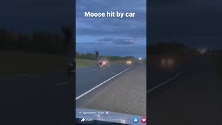 Moose hit by car #crazy #viral #viralvideo #viralshorts