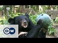 Bear sanctuary in Laos | DW News