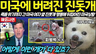 [해외감동사연] 미국에 버려진 진돗개가 죽음 위기까지 간 미국여자에게 한 행동에 발칵 뒤집어진 미국 상황