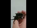 ♂同士で交尾するカブトムシ