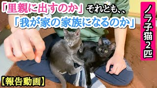 保護した子猫2匹の今後の事について報告があります！