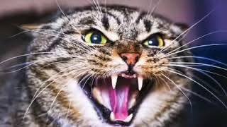 இத பயன் படுத்த எலி தலைதெறிக்க ஓடும் / Cats sound kill rats /loud cat sound