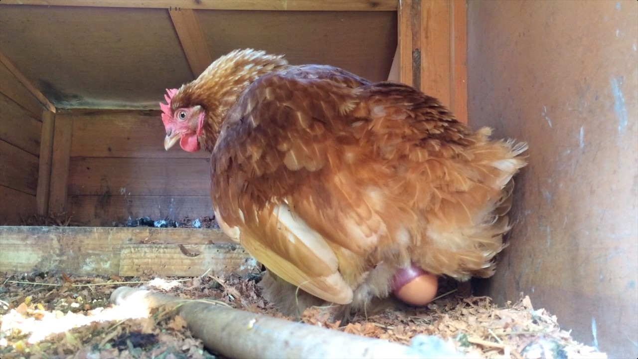 Chicken Laying An Egg - YouTube