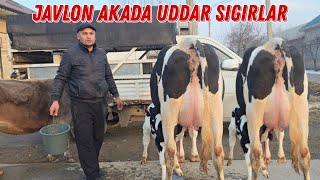 Marxamatlik Javlon Akadan Uddar Sigirlar ☎️+998 90 220 55 80