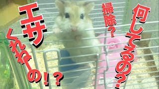 掃除の様子が気になるハムちゃん