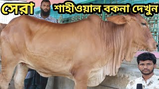 সেরা শাহীওয়াল বকনার কালেকশন। হামজা ডেইরিতে একদামে গরু বিক্রি। Hamza dairy farm