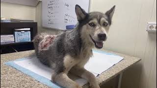 Husky Shot In The Spine May Never Walk Again