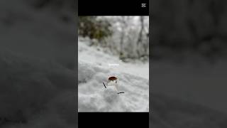 霧氷とヤマガラ #winter #霧氷  #ヤマガラ #金剛山 ＃野鳥#散策#森林浴