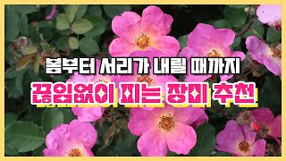 정원에서 끊임없이 피는 장미 추천 | 키 작은 장미 | 장미 키우기